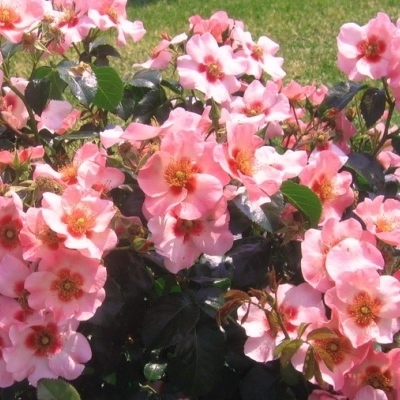 alissar-princessa-finikijskaya-1 | ЛПХ питомник роз "ГАРАНТ"